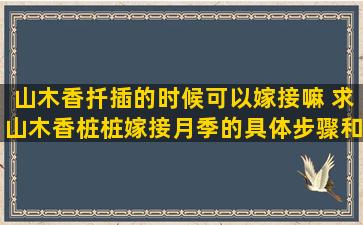 山木香扦插的时候可以嫁接嘛 求山木香桩桩嫁接月季的具体步骤和注意事项当年移栽可以立即嫁接吗